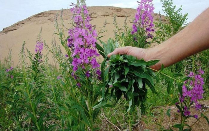 іван чай користь